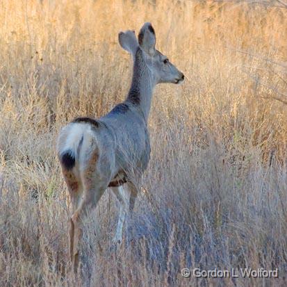 Mule Deer_73276.jpg - Mule Deer (Odocoileus hemionus) photographed in the Bosque del Apache National Wildlife Refuge near San Antonio, New Mexico USA. 